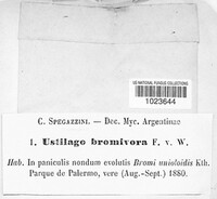 Ustilago bullata image
